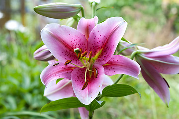 Image showing big beautiful lily