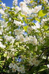 Image showing jasmin blossom tree