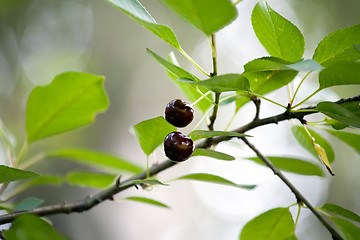 Image showing two red cherries on tree branch