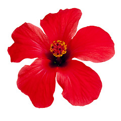 Image showing Red hibiscus