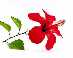 Image showing Red hibiscus