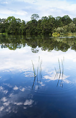 Image showing Summer landscape