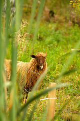 Image showing Sheep