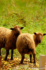 Image showing Sheeps