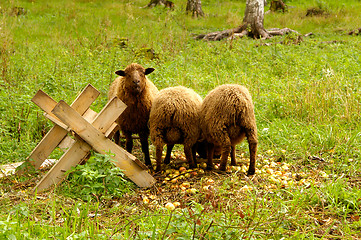 Image showing Sheeps