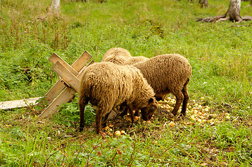 Image showing Sheeps