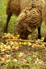 Image showing Sheep