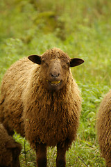 Image showing Sheeps