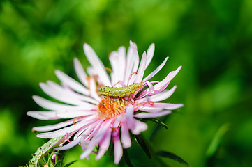 Image showing caterpillar on flower