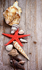 Image showing Conch Shells and Starfish