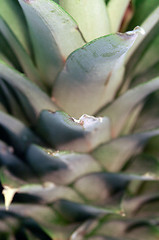 Image showing Pineapple