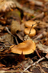 Image showing Mushrooms