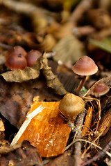 Image showing Mushrooms