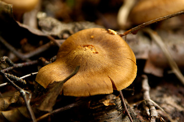 Image showing Mushrooms