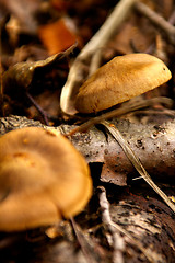 Image showing Mushrooms