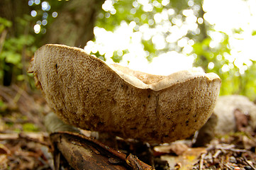 Image showing Mushroom