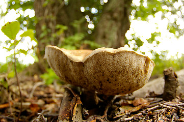 Image showing Mushroom