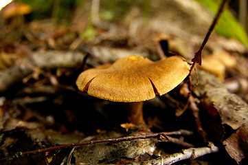 Image showing Mushroom