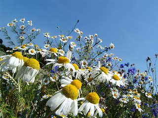 Image showing wild flower meadow