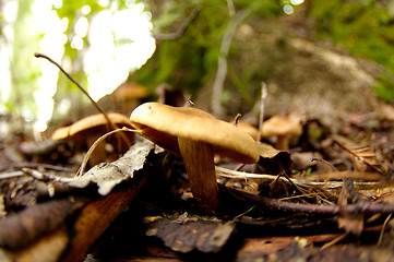 Image showing Mushrooms