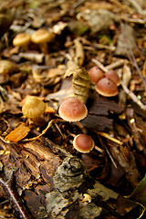 Image showing Mushrooms