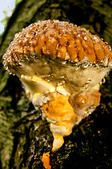 Image showing Fungus