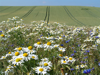 Image showing crop field