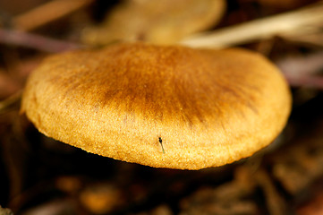 Image showing Mushroom