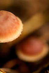 Image showing Mushrooms