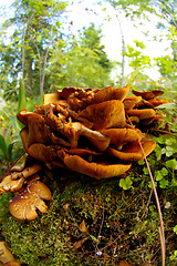 Image showing Mushrooms