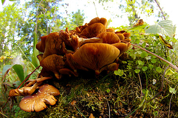 Image showing Mushrooms