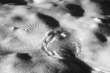 Image showing Marks on snow