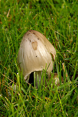 Image showing Coprinus