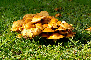 Image showing Mushrooms