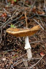 Image showing Mushroom