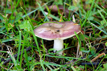 Image showing Mushroom