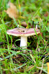 Image showing Mushroom