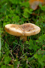 Image showing Mushroom