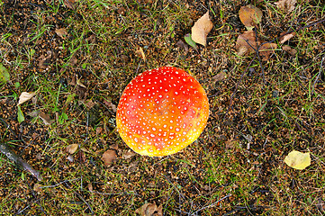 Image showing Fly agaric