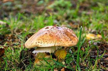 Image showing Fly agaric