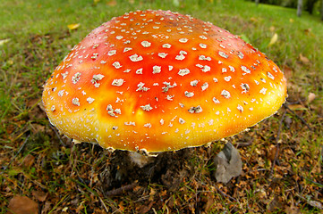 Image showing Fly agaric