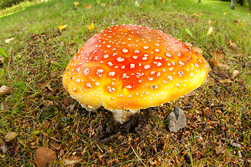 Image showing Fly agaric