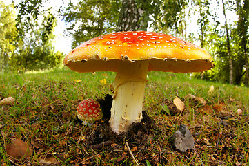 Image showing Fly agaric