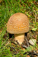 Image showing Fly agaric