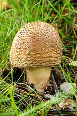 Image showing Fly agaric