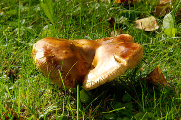 Image showing Mushroom