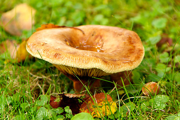 Image showing Mushroom