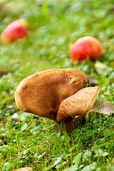 Image showing Mushroom