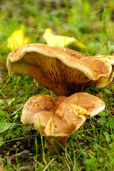 Image showing Mushrooms