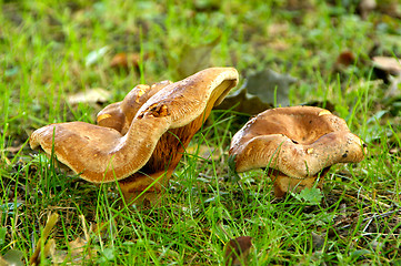 Image showing Mushrooms